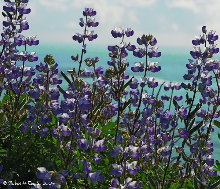 Coastal Flowers, Oregon